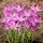 Crocus Roseus - confezione grande! - 100 pz - 