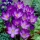 Crocus 'Ruby Giant' - XXXL-Paket! - 500 Stück - 