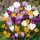 Crocus Mix, Krokus-Mischung - 10 Zwiebeln
