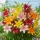 Colourful variety mix – lilies