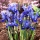 Iris reticulata - paquete de 10 piezas