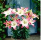 Lilium, Lily Lollypop