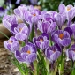 Crocus King Of The Striped - 10 bulbs