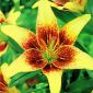 Lilium, Lily Latvia