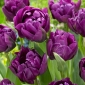 Tulipa Negrita Double - Tulip Negrita Double - 5 bulbs