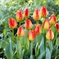 Tulp Banja Luka - pakend 5 tk - Tulipa Banja Luka