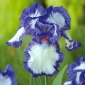 Giaggiolo paonazzo - Blue and White - Iris germanica